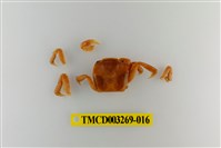 藏品(字纹弓蟹)的圖片